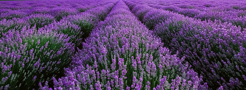 lavendar field